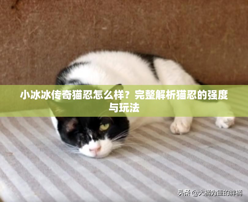 小冰冰传奇猫忍怎么样？完整解析猫忍的强度与玩法